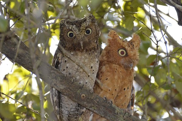 960px-Sokoke_scops_owl_pair_in_Arabuko-Sokoke_Forest
