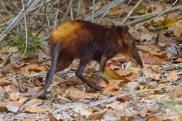 Golden-rumped-Elephant-Shrew