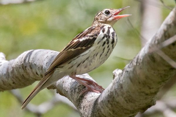 Sokoke-Pipit