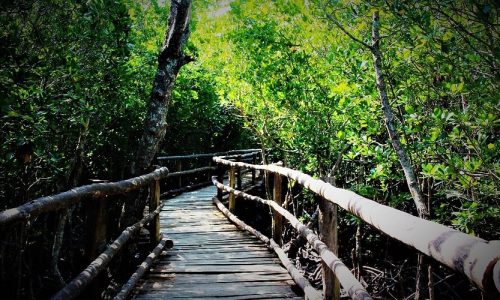 a-nature-walk-and-canoe-mida-creek