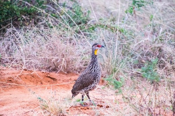 bird-tsavo-east-kenya-tour