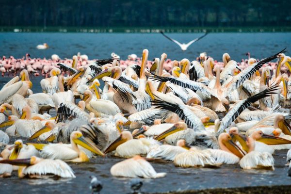 bird-watching-lake-nakuru