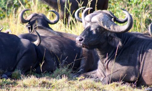 buffalo-african-safari-tour