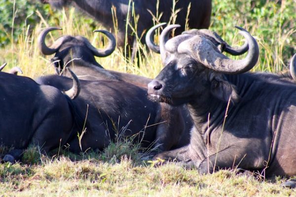 buffalo-african-safari-tour