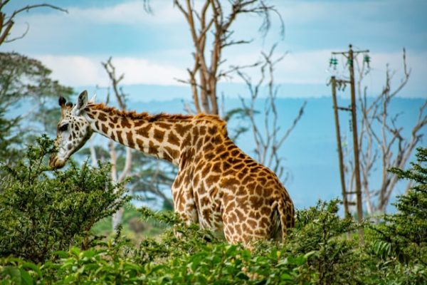 crescent-island-naivasha-tour