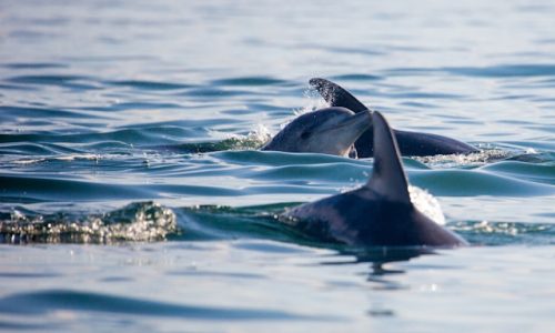 dolphins-swimming