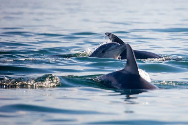 dolphins-swimming