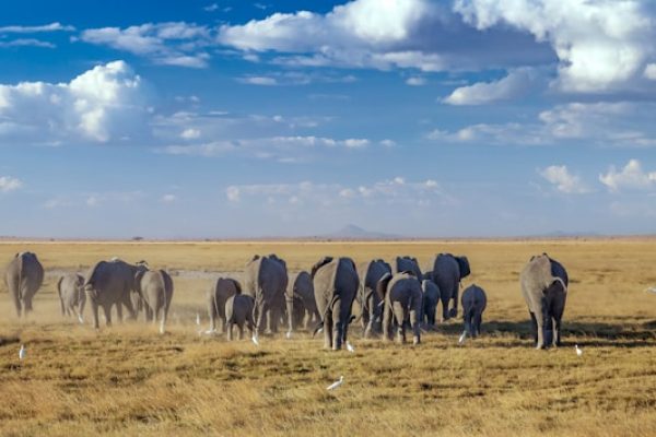 elephant-herd-amboseli-kenya-safari