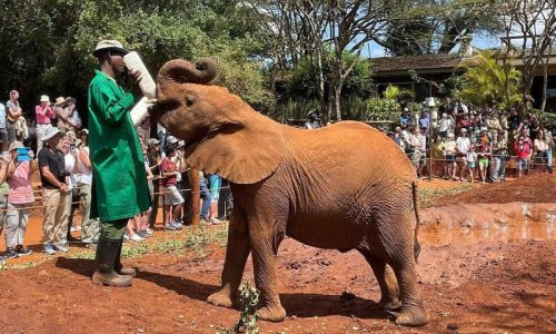 elephant-orphanage-nairobi