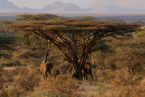 elephants-samburu-african-safari