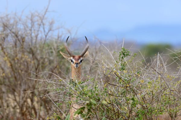 gerenuk-samburu-safari-africa