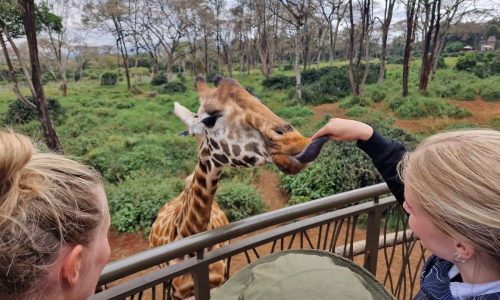 giraffe-centre