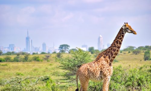giraffe-nairobi-national-park-kenya-tour