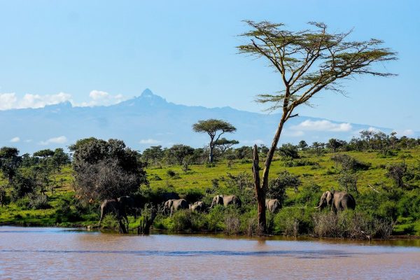 laikipia-plateau-elephants-tour-mount-kenya