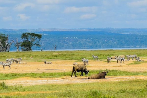 lake-nakuru-wildlife-park-kenya-tour