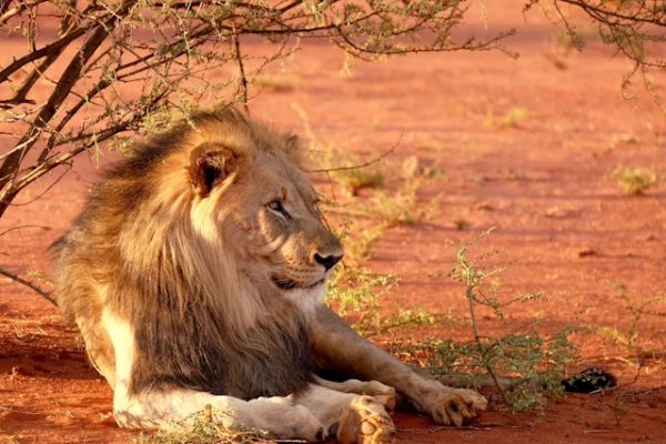lion-kenya-tour-africa