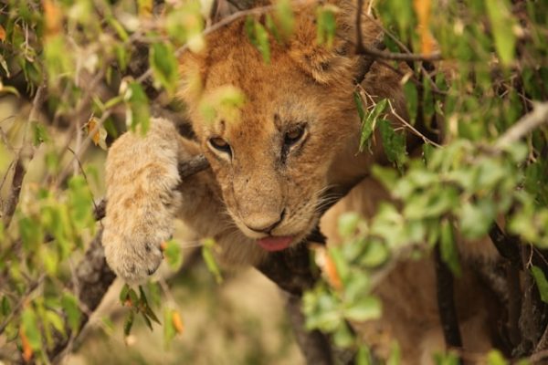 lion-tree-kenya-tour
