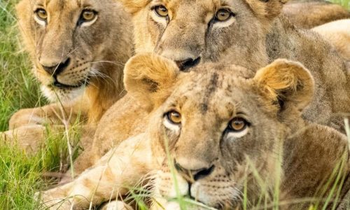 lions-nairobi-national-park