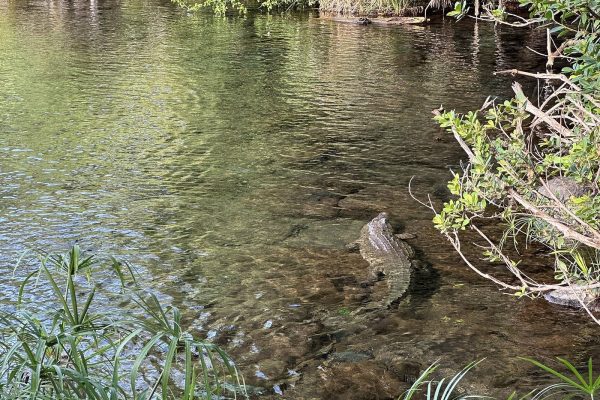 mzima-springs-crocodile