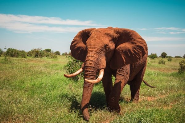 red-elephant-tsavo-east-safari