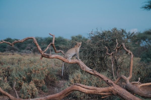 samburu-kenya-safari