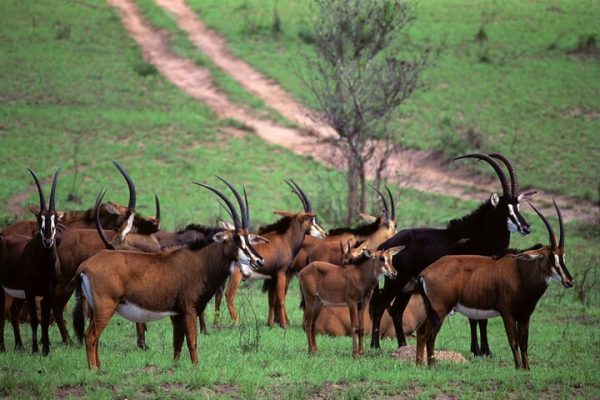 shimba-hills-03