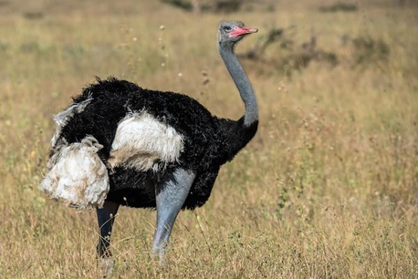 somali-ostrich-samburu