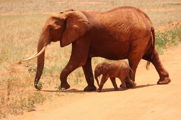 tsavo-east-elephant-red-soiled