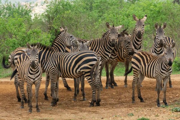 tsavo-west-zebra-herd-kenya-tour