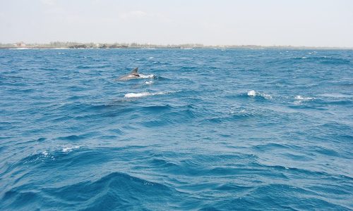 watamu-safari-blu-07