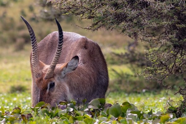 water-buck-lake-naivasha-tour