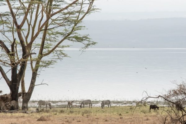 zebra-lake-nakuru-grazing-africa-vacation