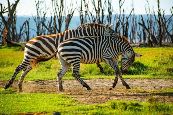 zebra-lake-nakuru-national-parl