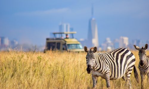 zebra-nairobi-national-park-backdrop