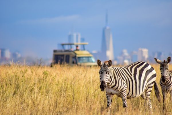 zebra-nairobi-national-park-backdrop